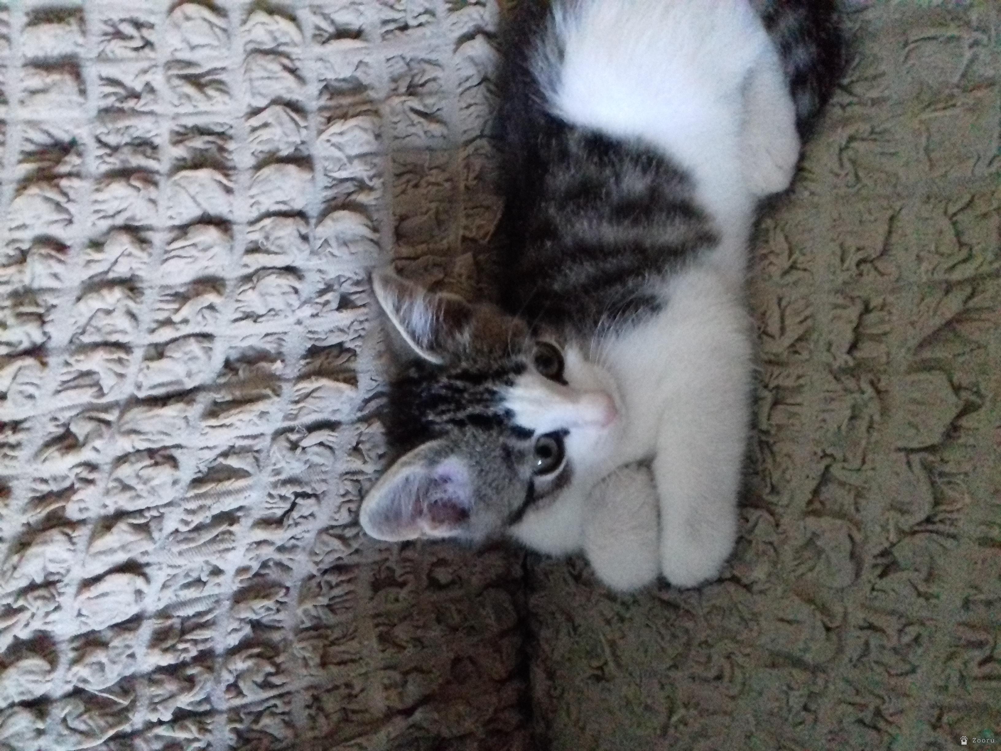 Отдам котят 