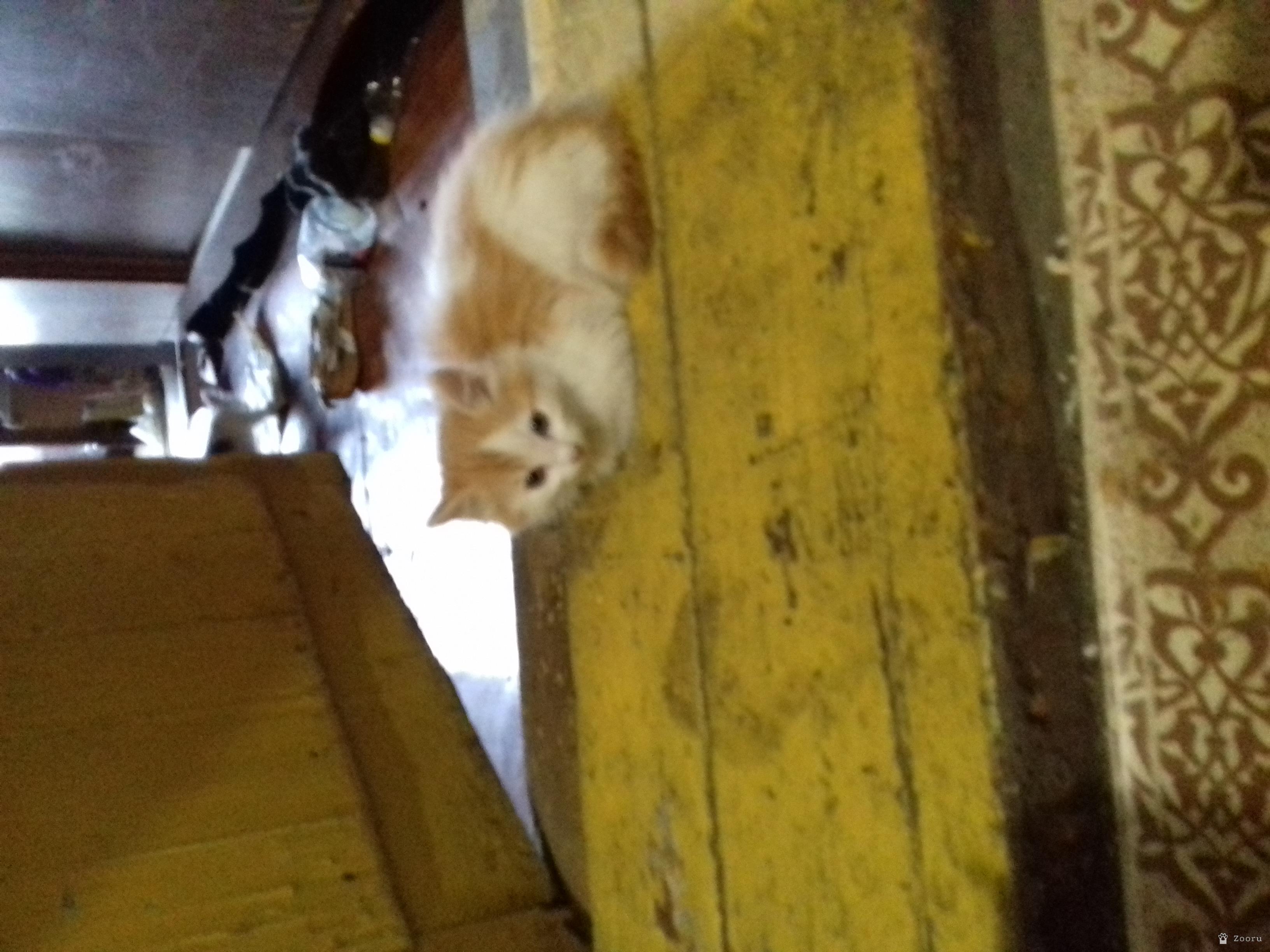 Отдам котят 