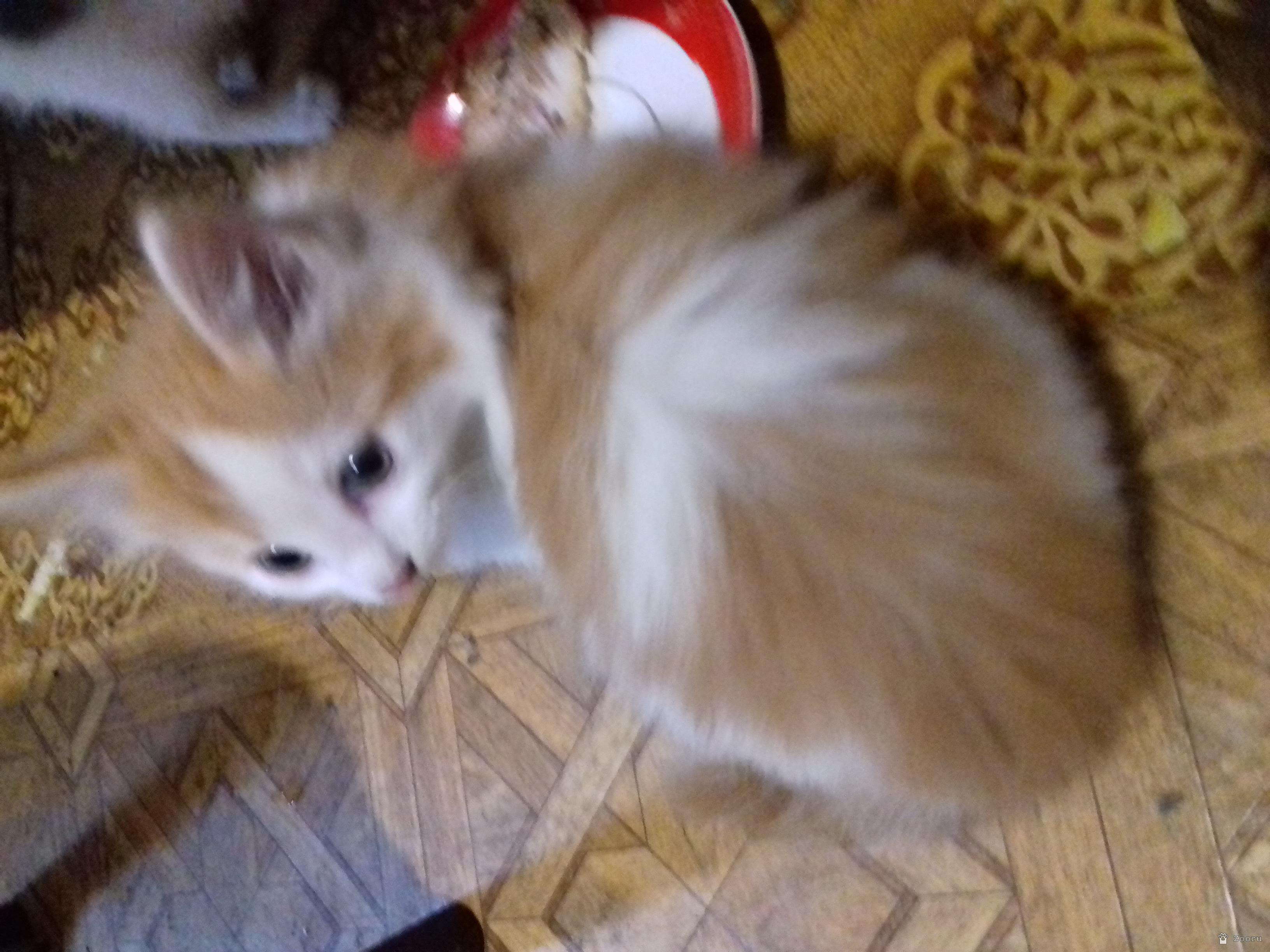 Отдам котят 